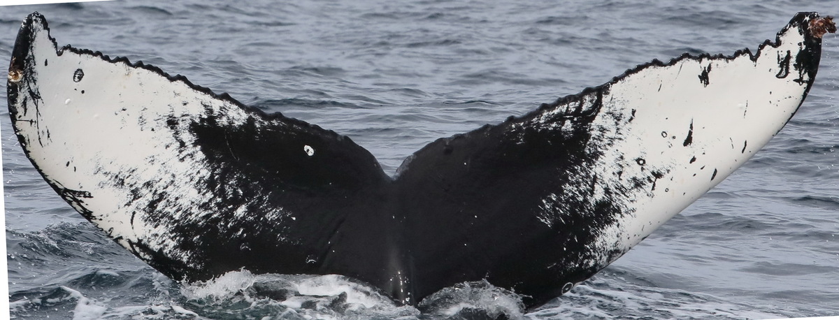 Fluke of CRC-17098