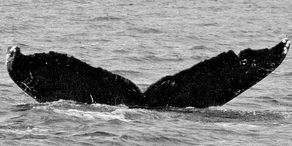 Fluke of SidePocket aka Pizza (Juneau)