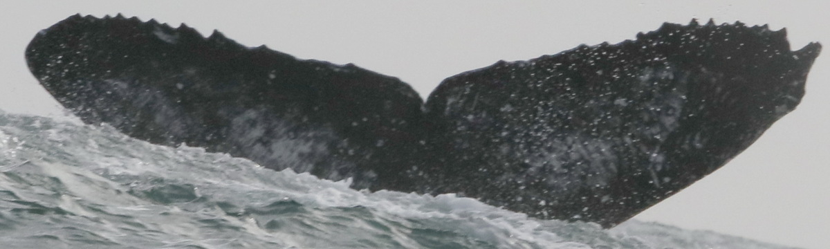 Fluke of CRC-17318
