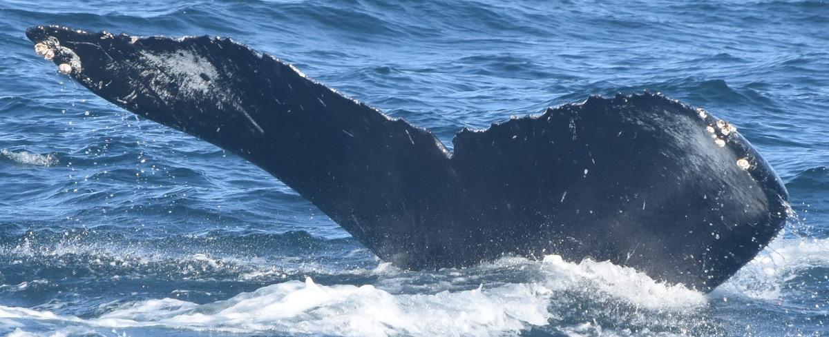 Fluke of CRC-18309