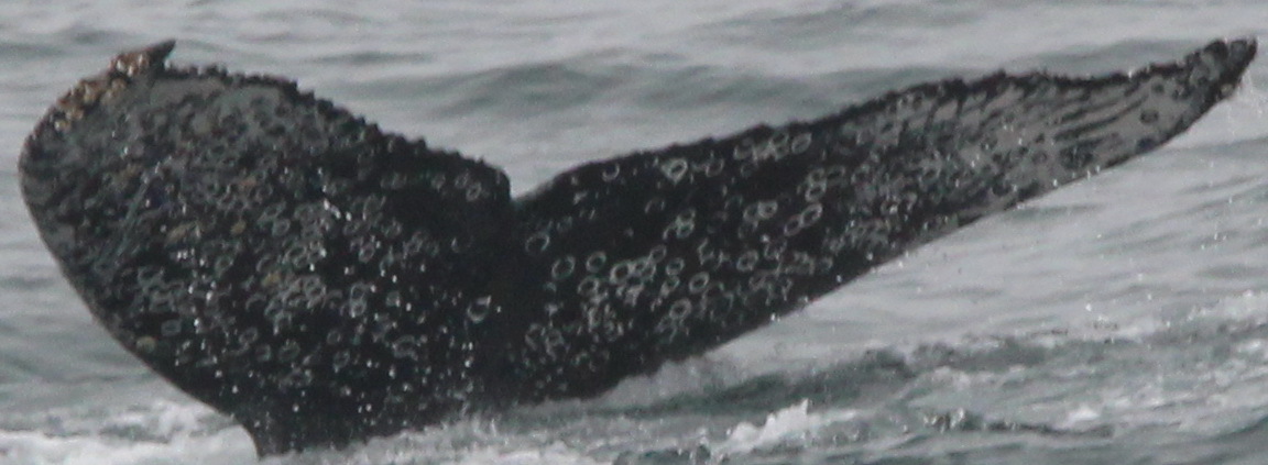 Fluke of CRC-17579
