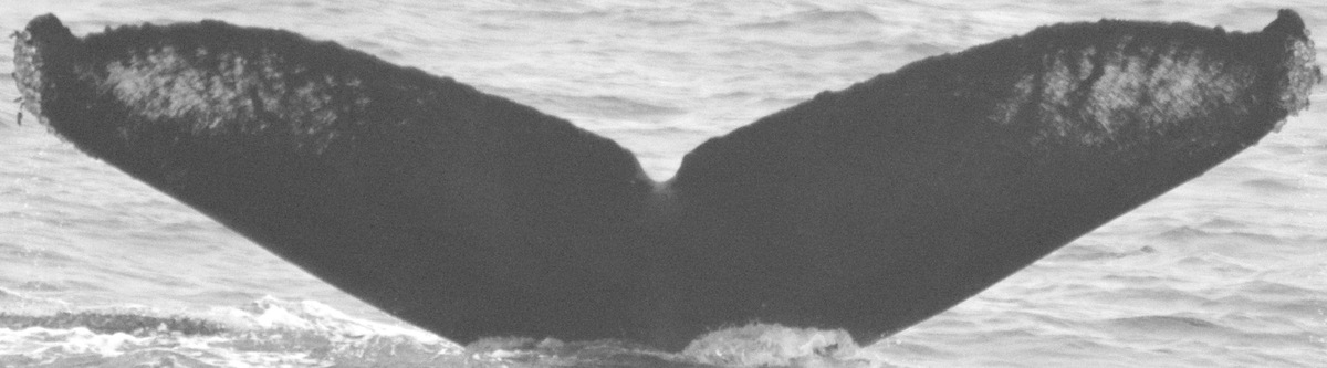 Fluke of River aka Big Fin