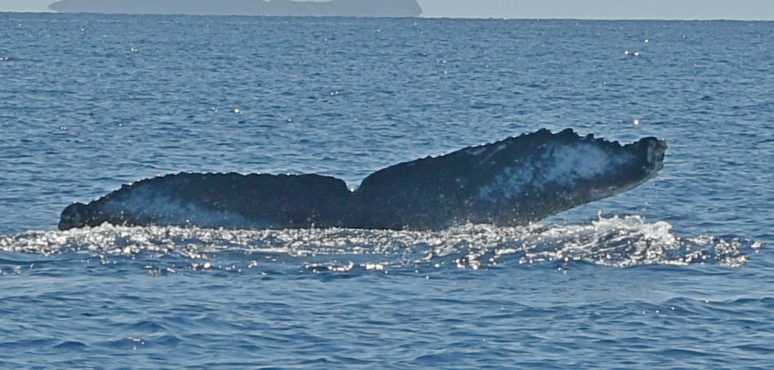 Fluke of HW-MN0442800