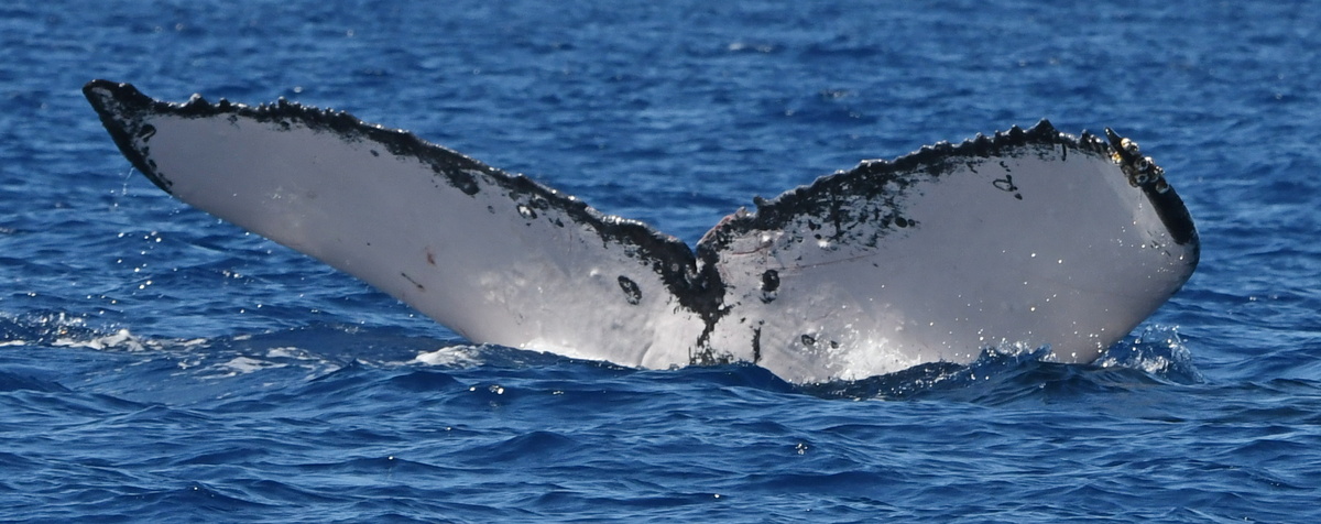 Fluke of HW-MN0442801