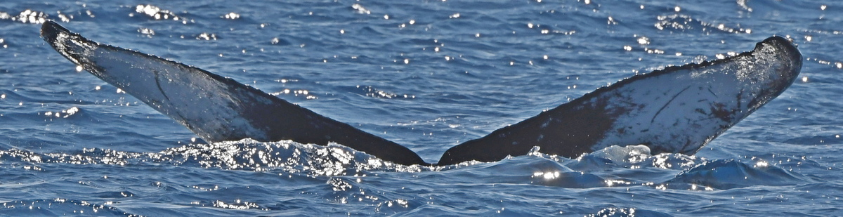 Fluke of HW-MN0442802