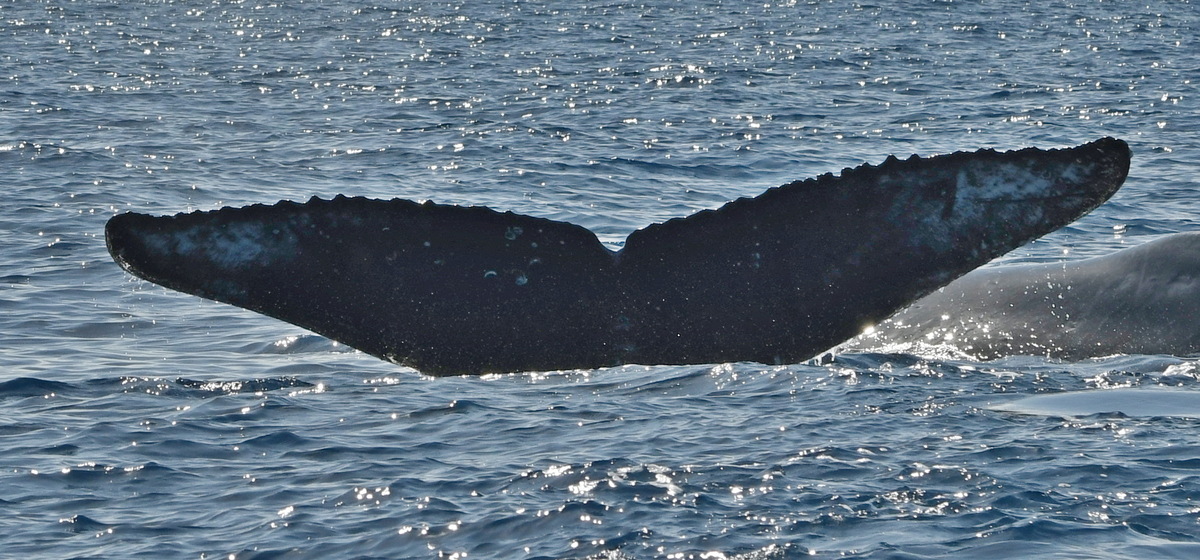 Fluke of HW-MN0442804