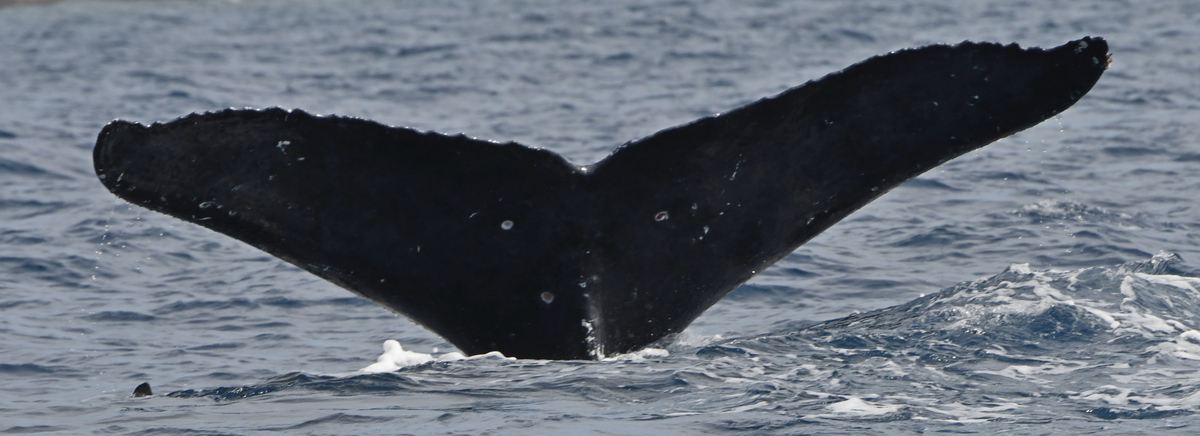 Fluke of HW-MN0442820