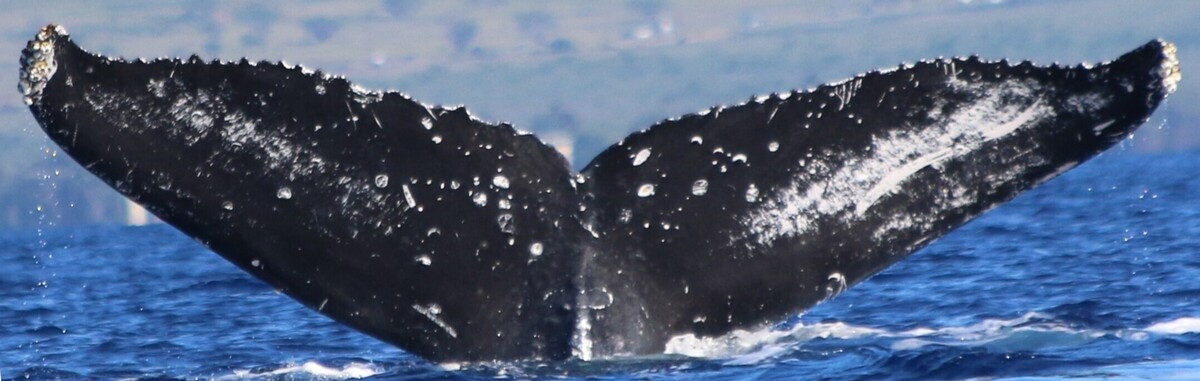 Fluke of HW-MN0442821