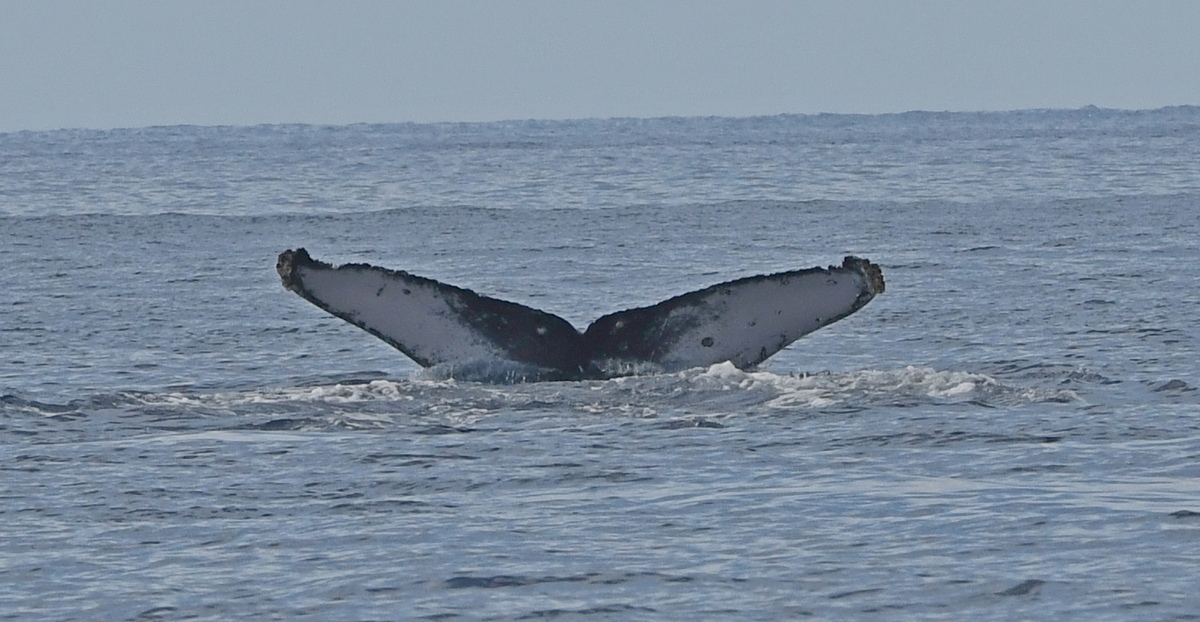 Fluke of HW-MN0442817