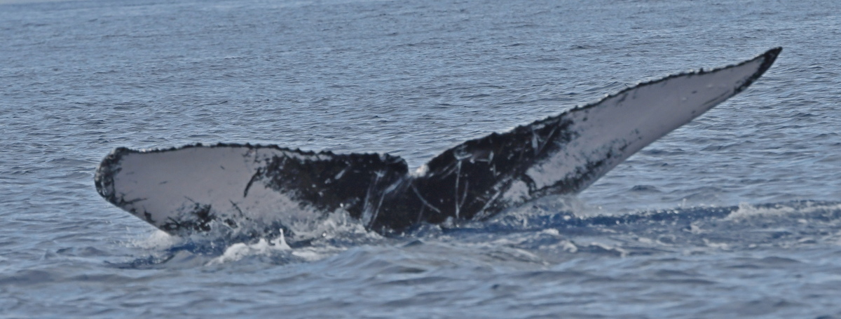 Fluke of HW-MN0442818