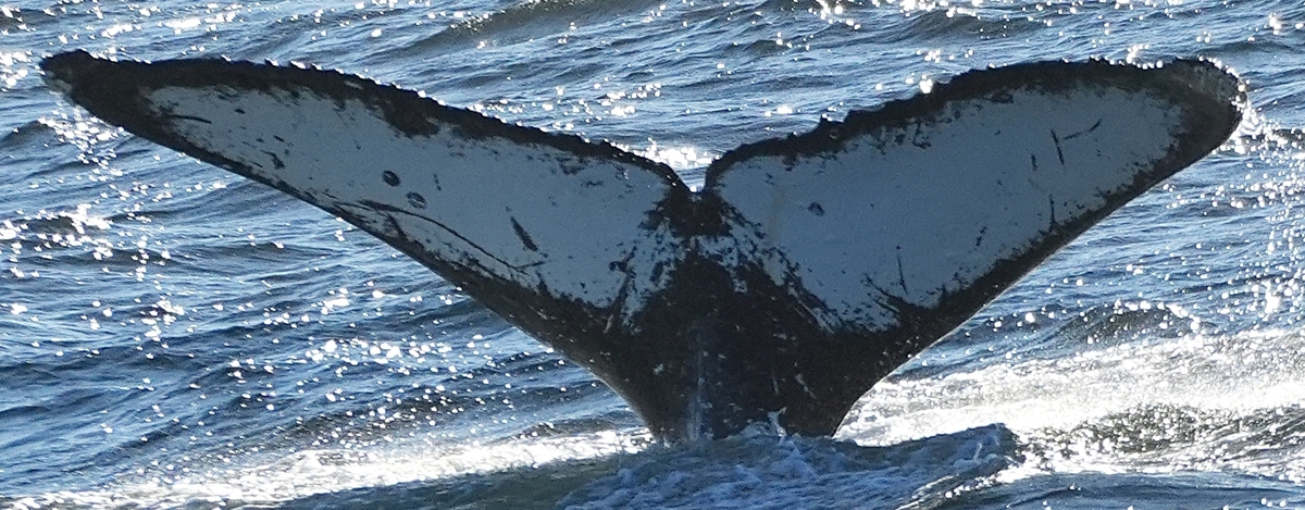 Fluke of HW-MN0442815