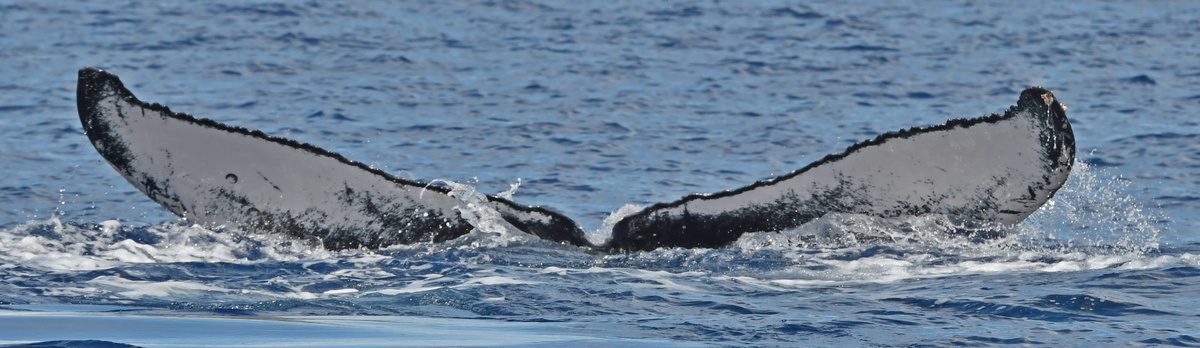 Fluke of HW-MN0442830