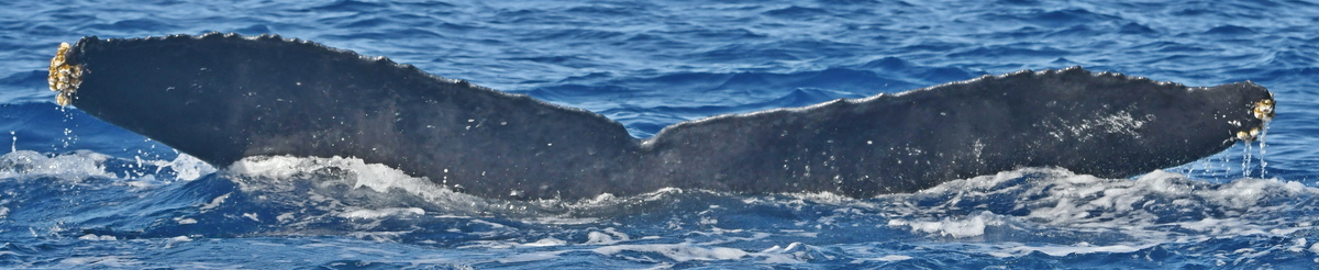 Fluke of HW-MN0442834
