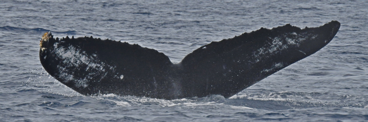 Fluke of HW-MN0442838
