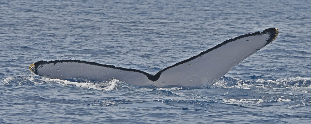 Fluke of HW-MN0442837
