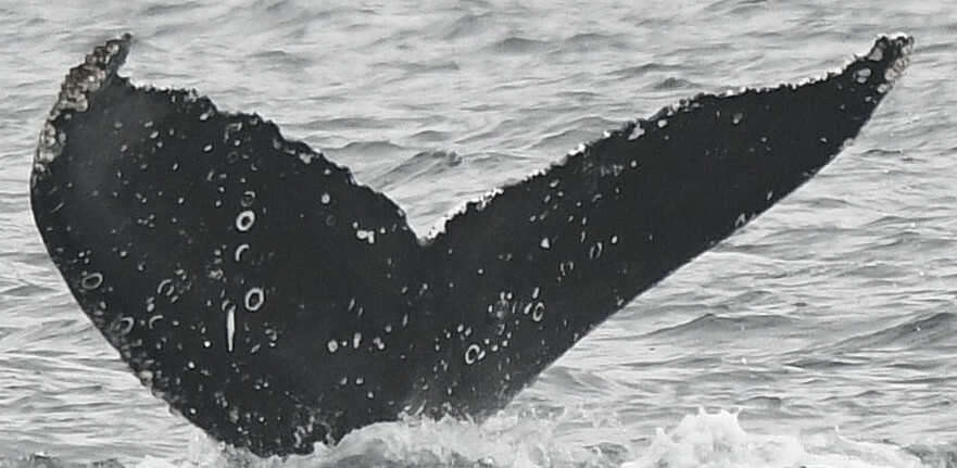 Fluke of Octo (Salish Sea)