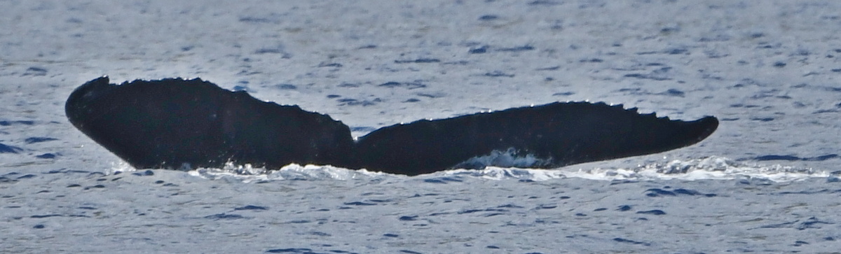 Fluke of HW-MN0442842