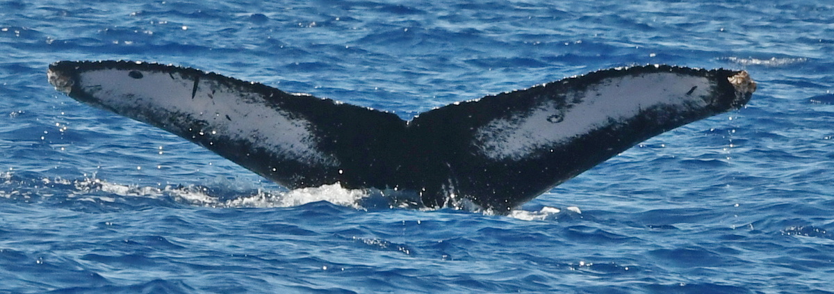 Fluke of HW-MN0442843