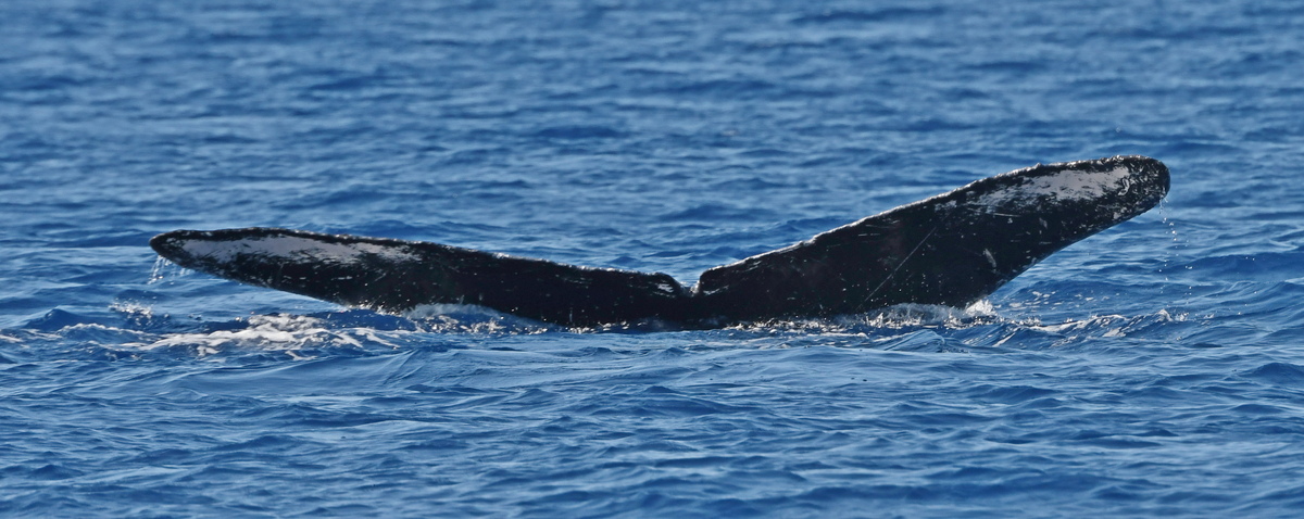 Fluke of HW-MN0442844