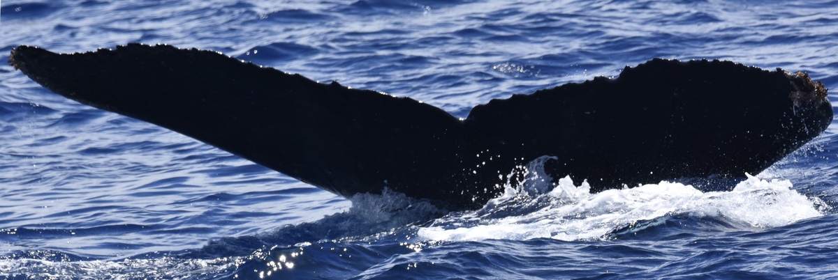 Fluke of HW-MN0442845
