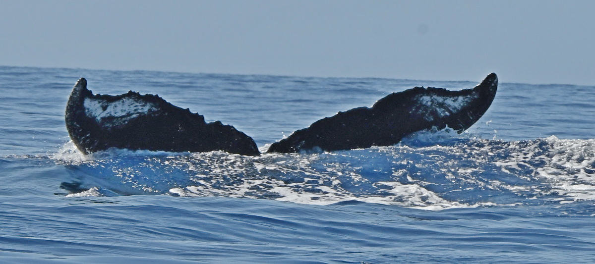 Fluke of HW-MN0442846