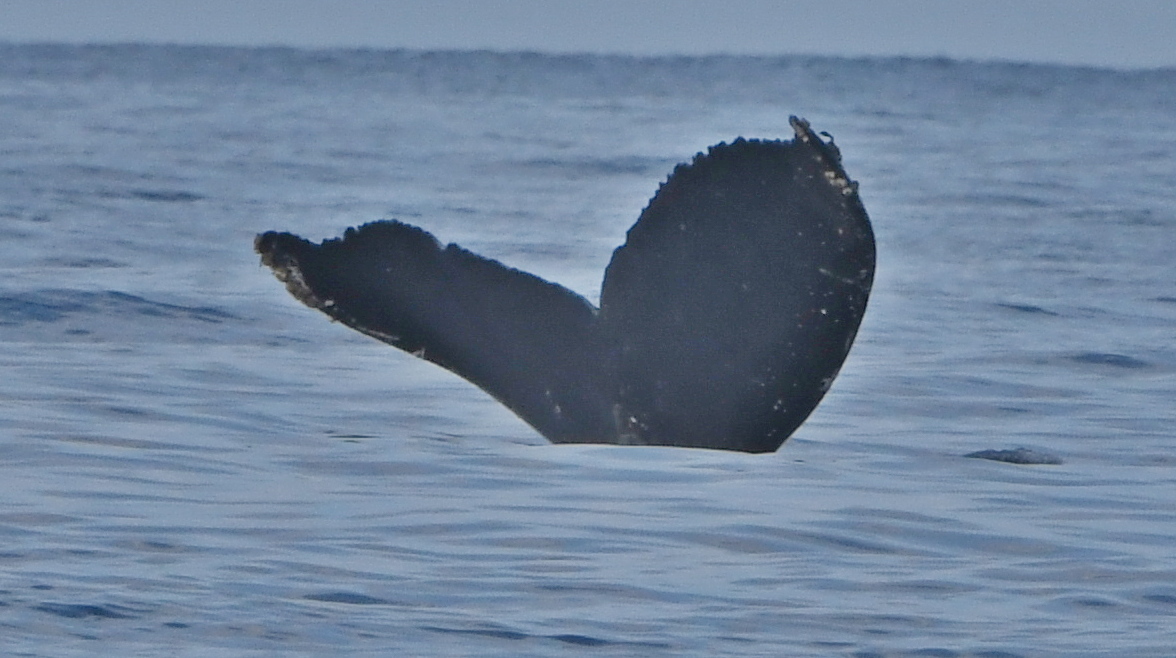 Fluke of HW-MN0442849