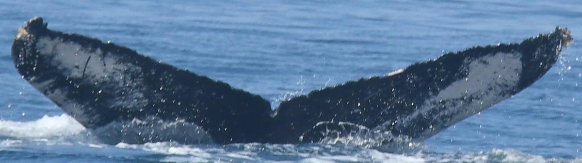 Fluke of SPLASH-520185