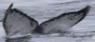 Fluke of HW-MN1303242