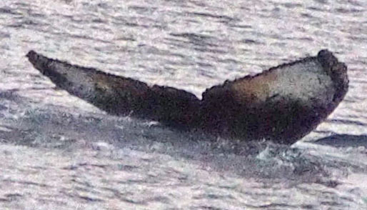 Fluke of HW-MN1303243
