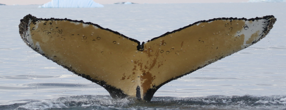 Fluke of HW-MN1303274
