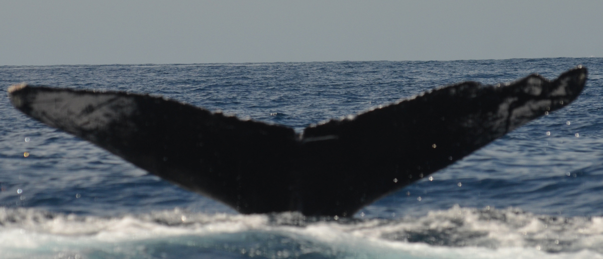 Fluke of Gaia (Nicaragua)