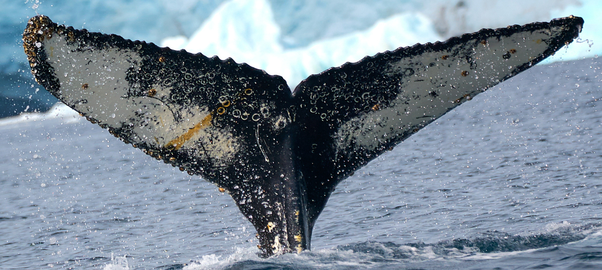 Fluke of Meatball (Antarctica)