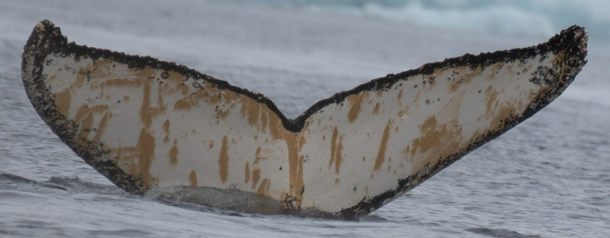 Fluke of HW-MN1303322
