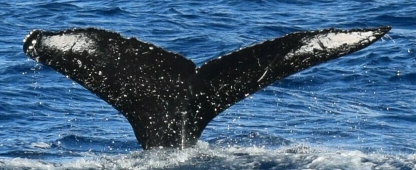 Fluke of Sparkle (Hawaii)