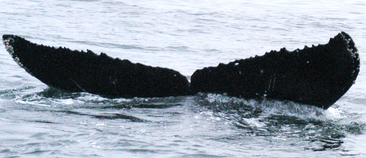 Fluke of CRC-19362