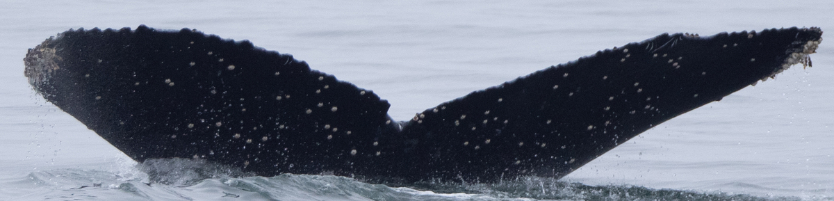 Fluke of CRC-15266