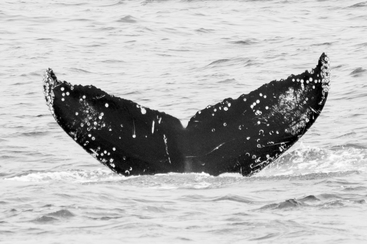 Fluke of CRC-15349