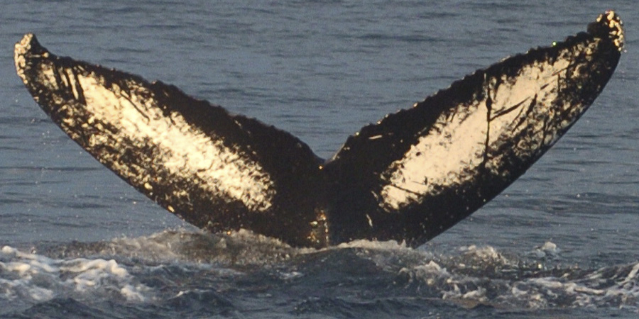 Fluke of Viking Petal (FS)