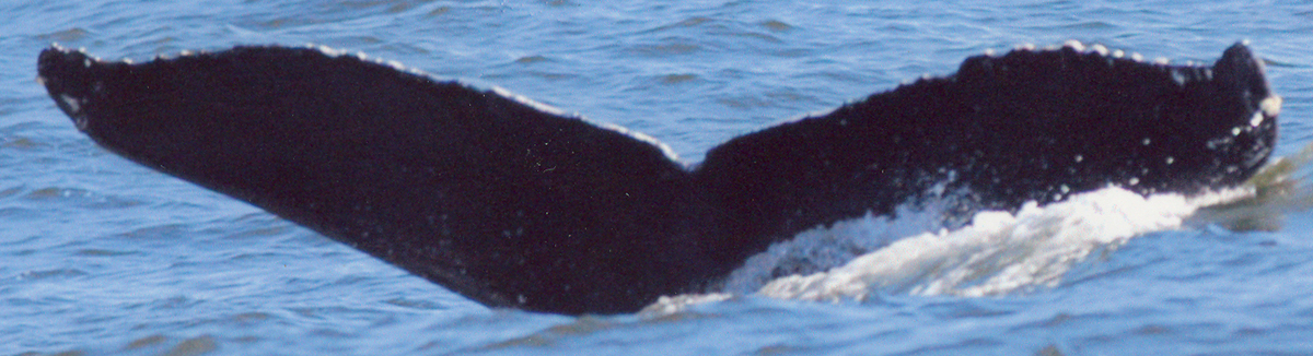 Fluke of CRC-19371