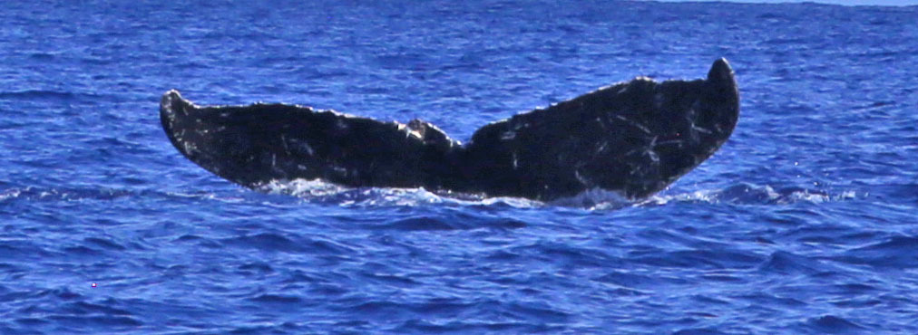 Fluke of KKP-30721a_7