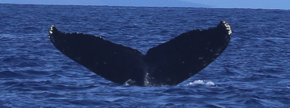 Fluke of KKP-30721a_8