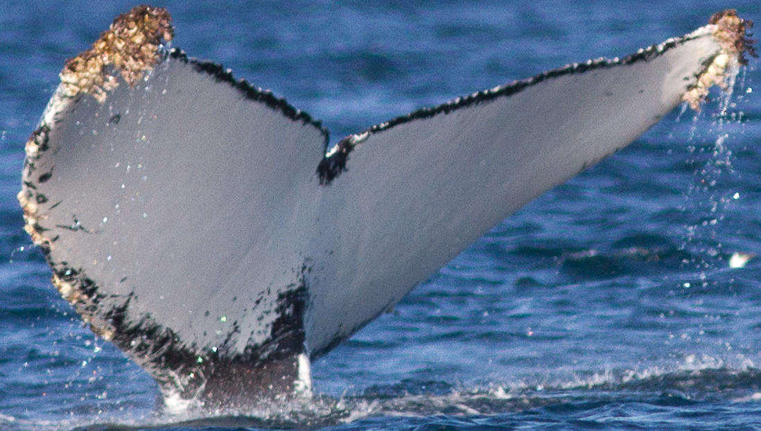 Fluke of CRC-15087