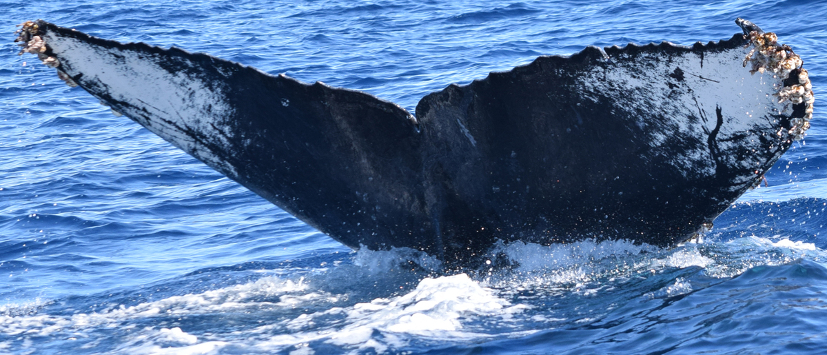 Fluke of CRC-12075