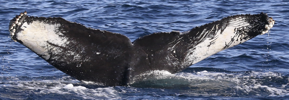 Fluke of CRC-18751