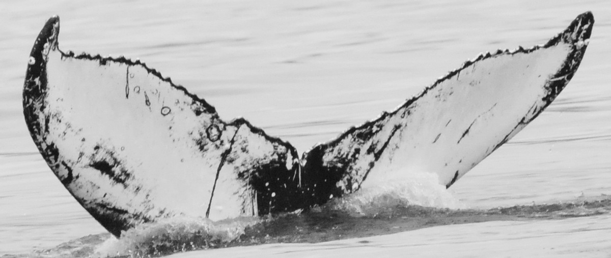 Fluke of T. S. Eliot (Hawaii)
