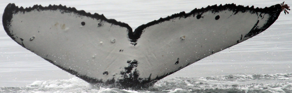 Fluke of CRC-18590