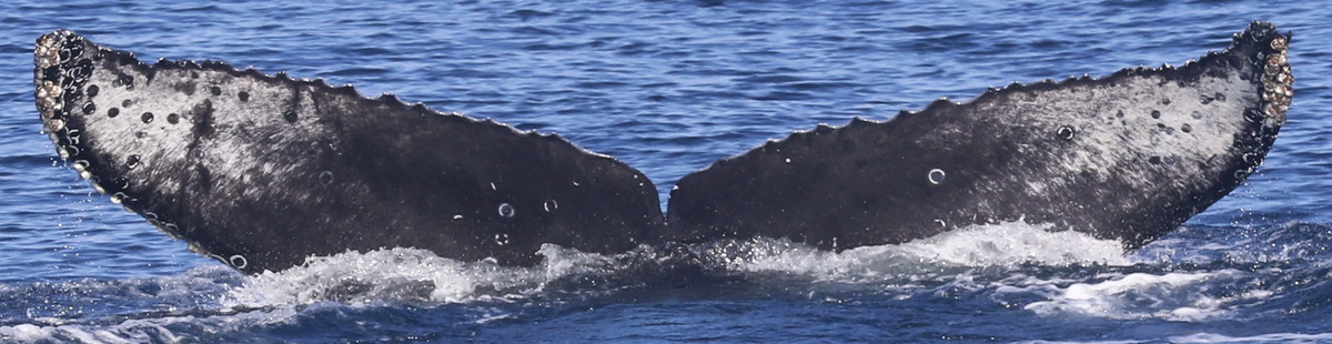 Fluke of CRC-18916