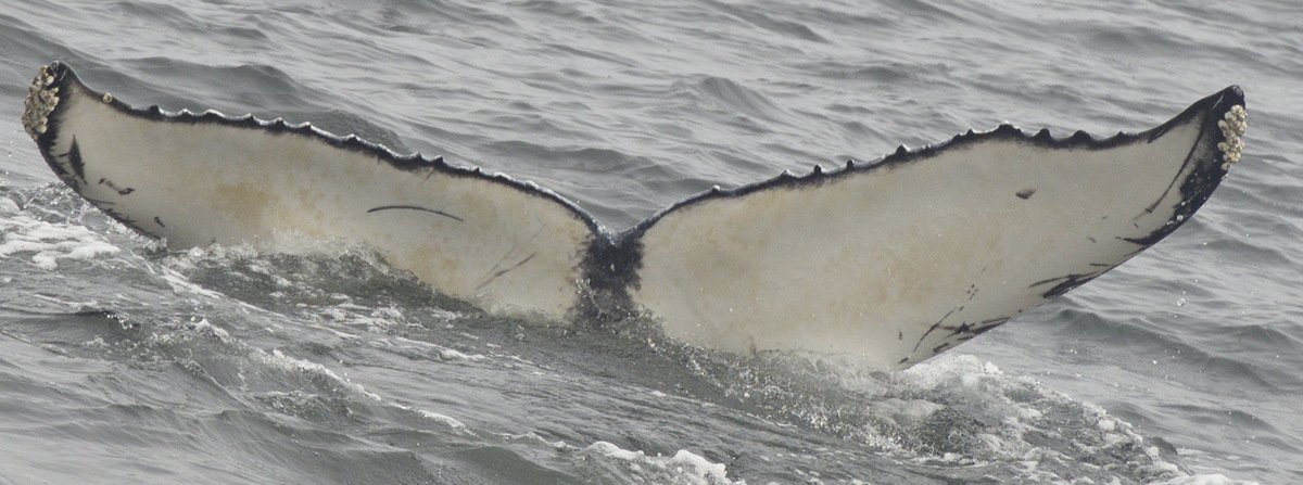 Fluke of CRC-18756