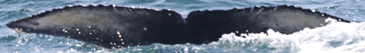 Fluke of CRC-18586
