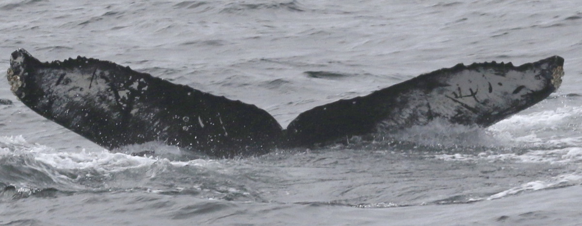 Fluke of CRC-18742